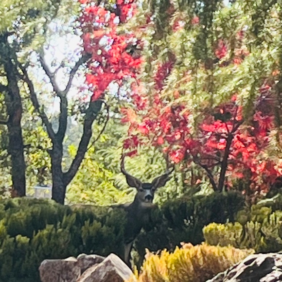 Meet your Posher, Eliana - Picture 3 of 3